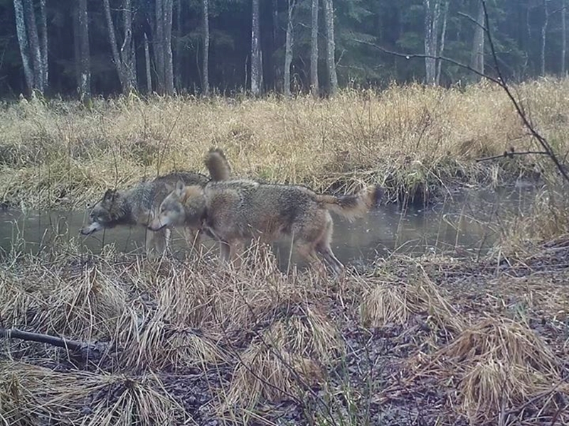 Obce wilki w Wigierskim Parku Narodowym